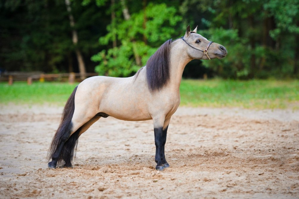 Порода лошадей каспийская
