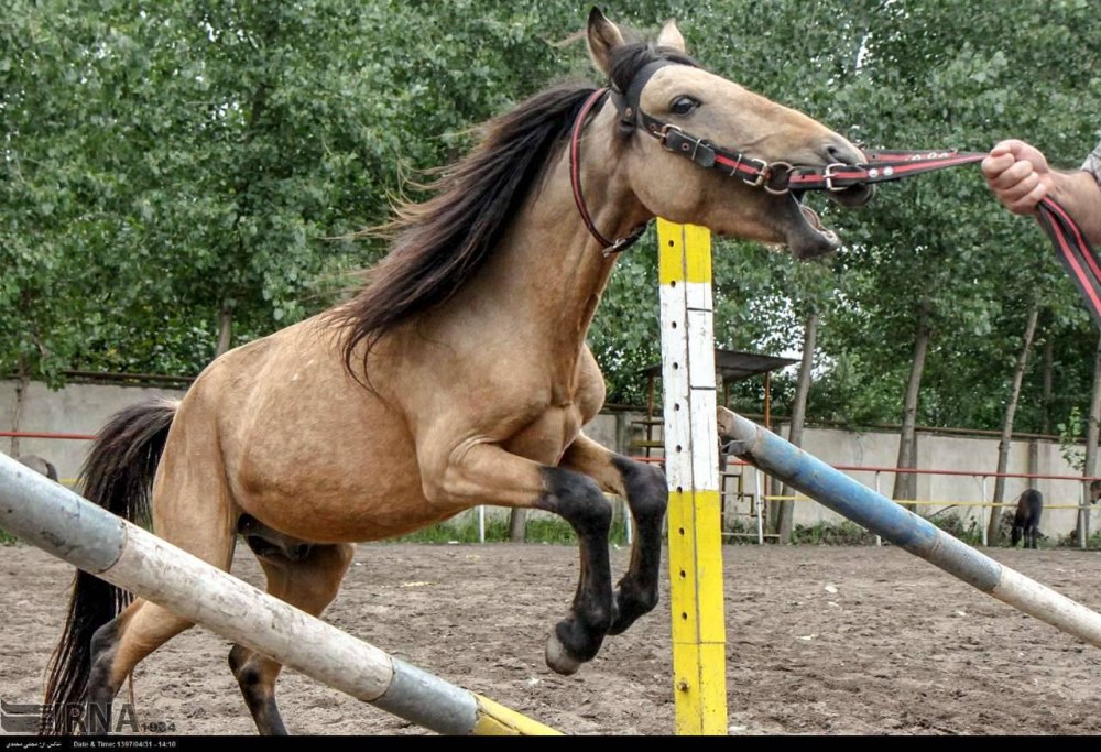 Каспийская лошадь