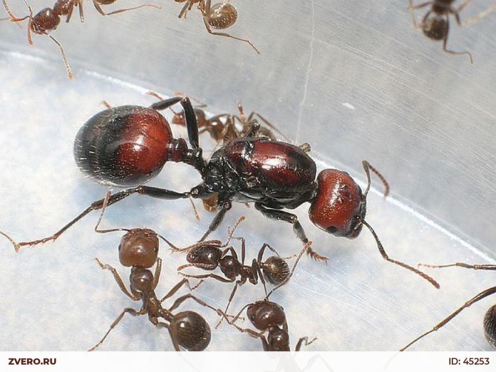 Муравьи Messor barbarus