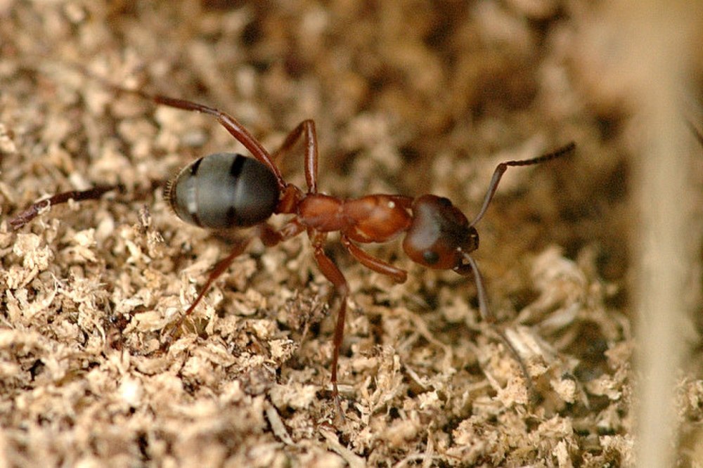 Raptiformica sanguinea