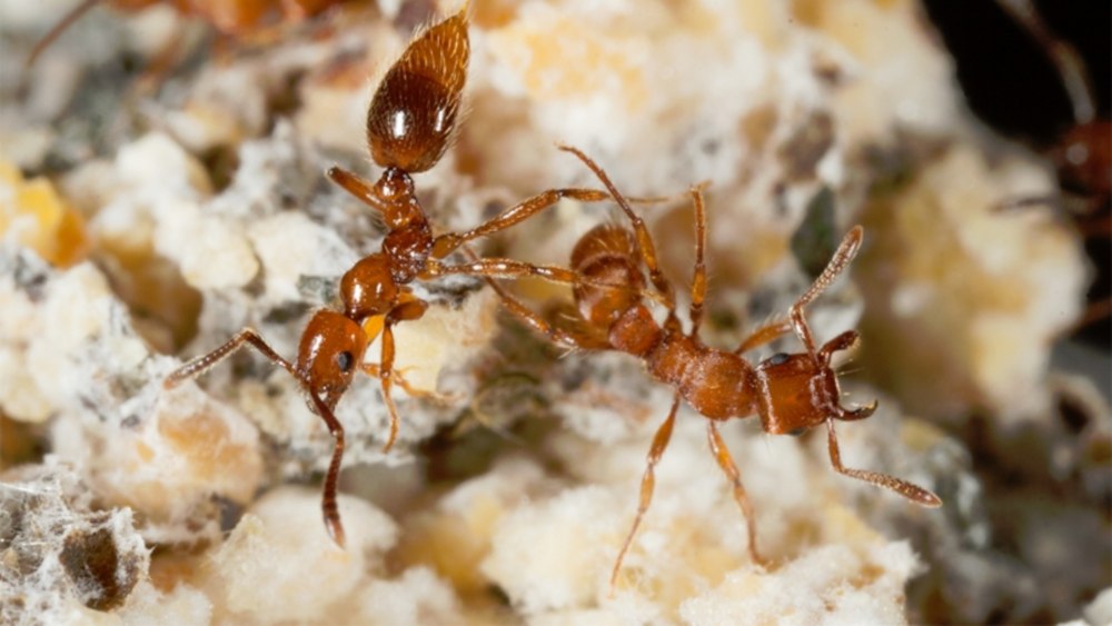 Megalomyrmex symmetochus
