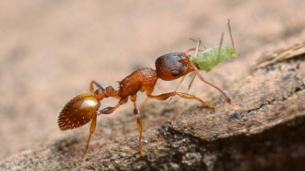 Виды муравьев испании