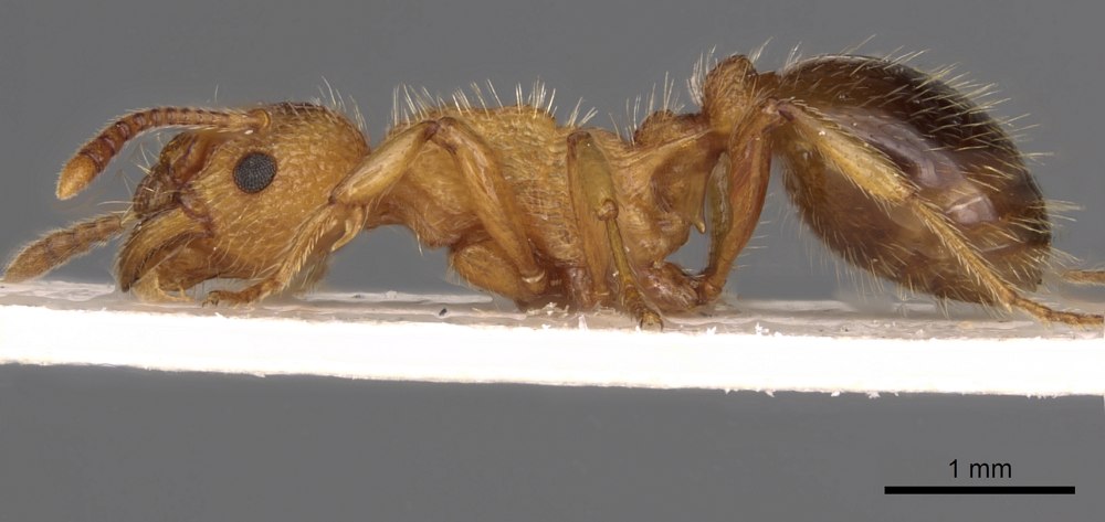 Myrmica karavajevi