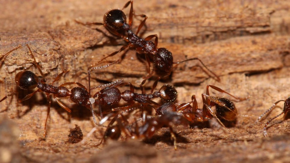 Ant HD