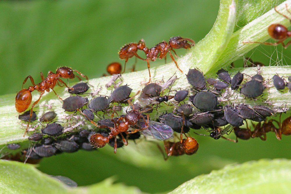 Myrmica rubra Муравейник