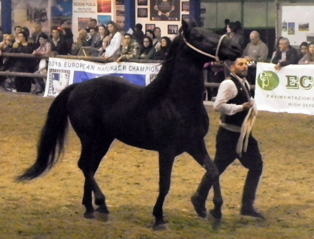 Mancini cavallo 1001 машина