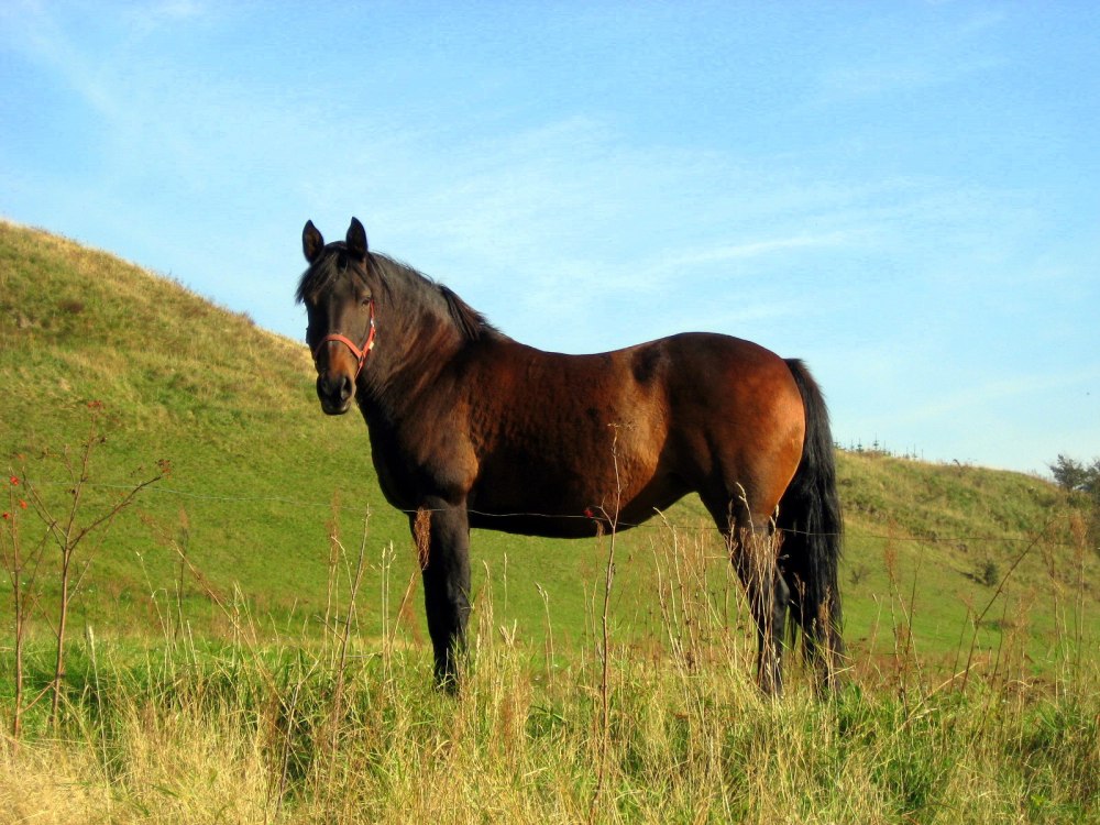 Equus caballus