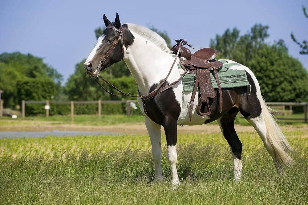 Для лошади cavallo