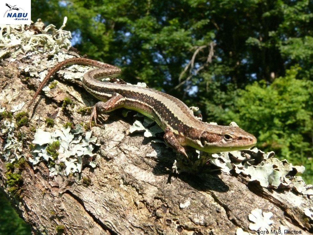 Ящерица Луговая (Lacerta praticola)