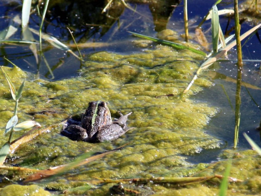 Marsh Frog