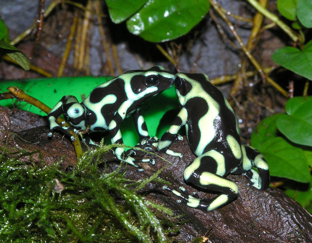 Красящий древолаз dendrobates auratus