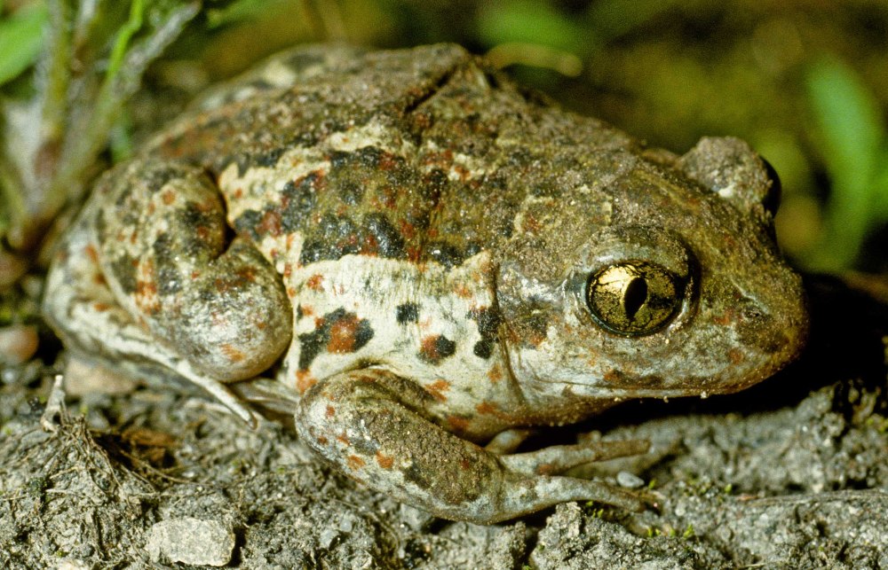 Обыкновенная чесночница (Pelobates fuscus)