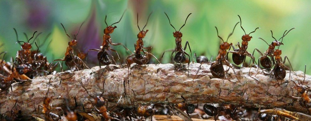 Виды муравьев швеции