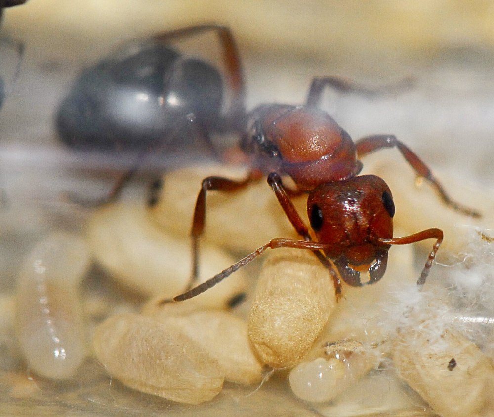 Formica (Raptiformica) sanguinea
