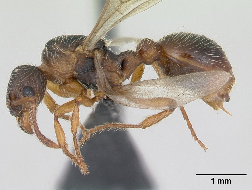 Myrmica arnoldii