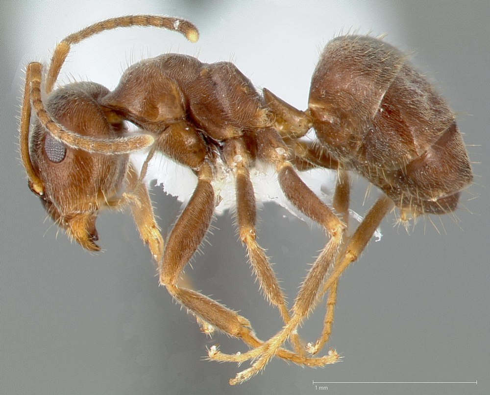 Lasius Sakagami