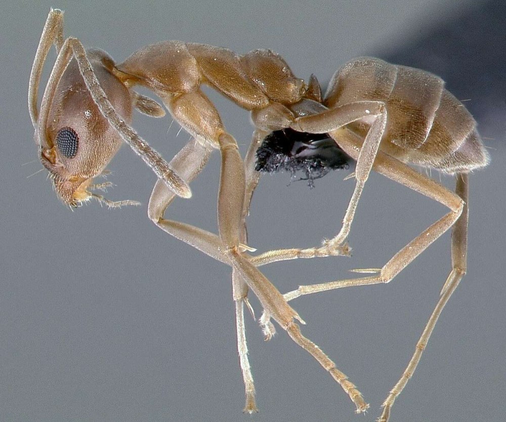 Strongylognathus testaceus