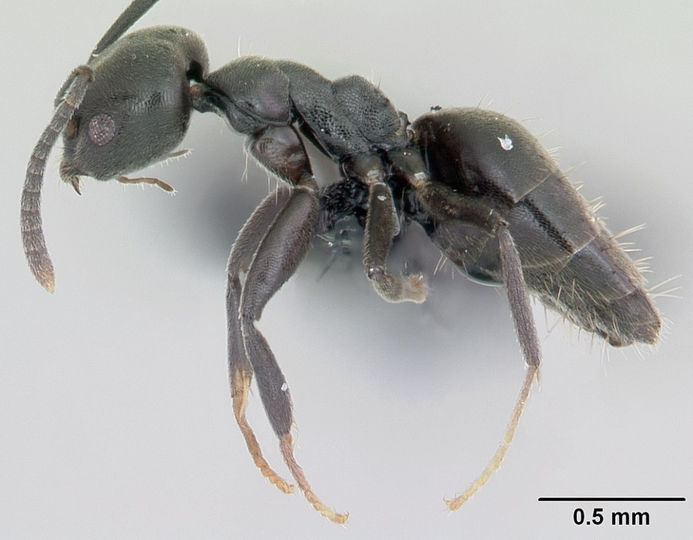Technomyrmex albipes
