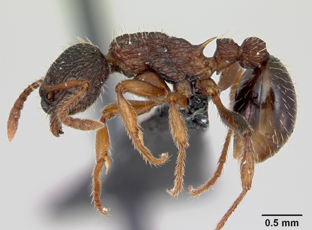 Myrmica ferganensis