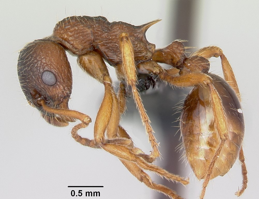 Myrmica ruginodis