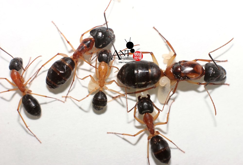 Camponotus consobrinus