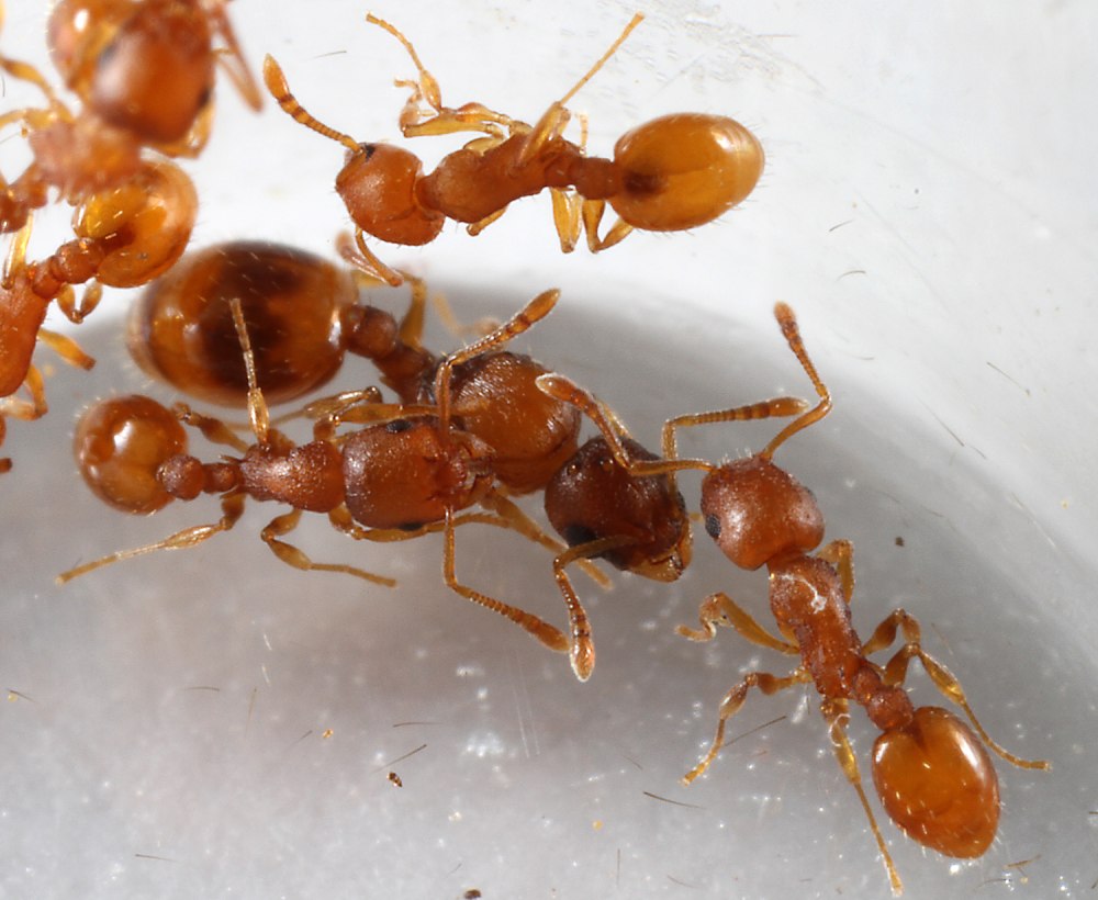 Temnothorax tuberum матка