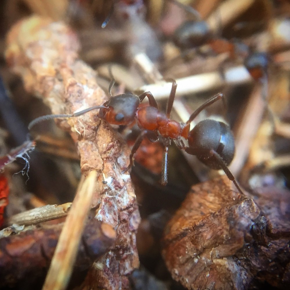 Formica lugubris