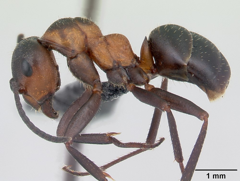 Formicoxenus nitidulus