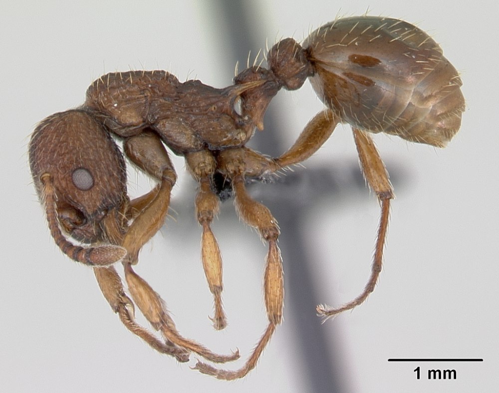 Myrmica kamtschatica