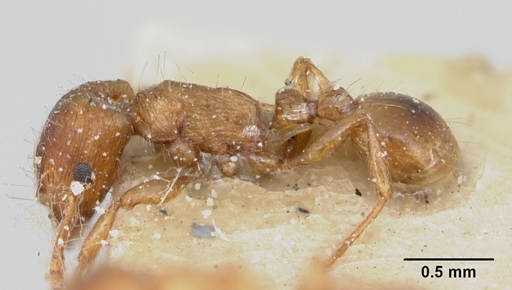 Муравей Strongylognathus