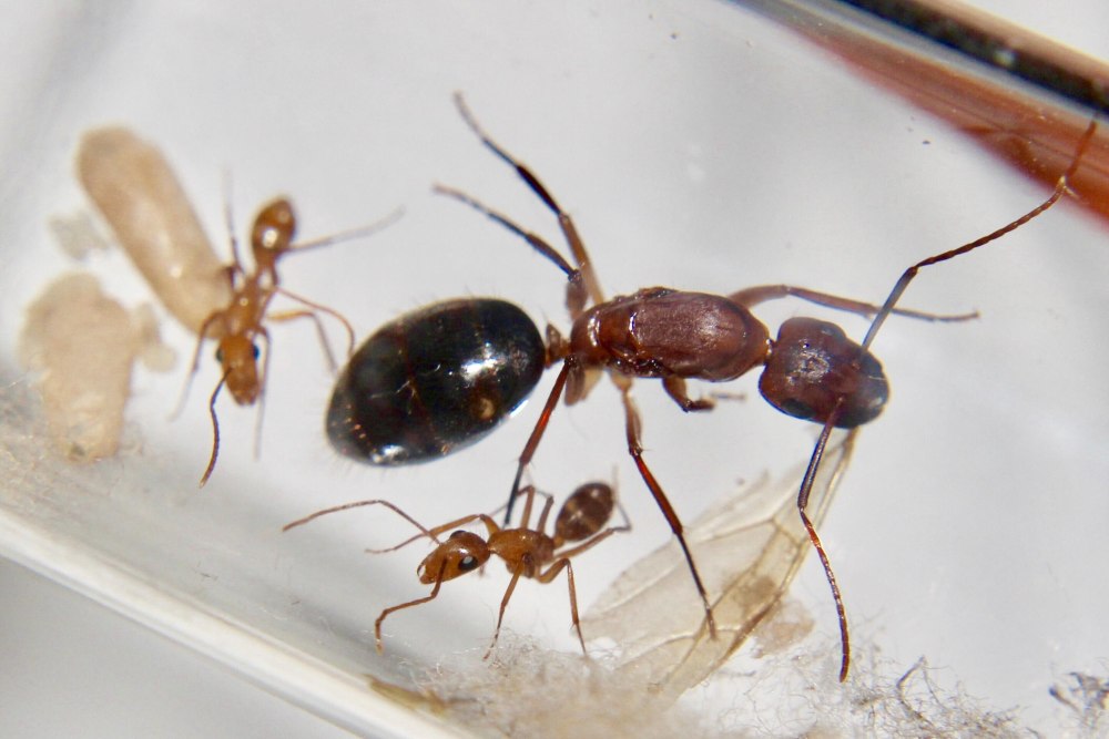 Camponotus Nicobarensis солдат