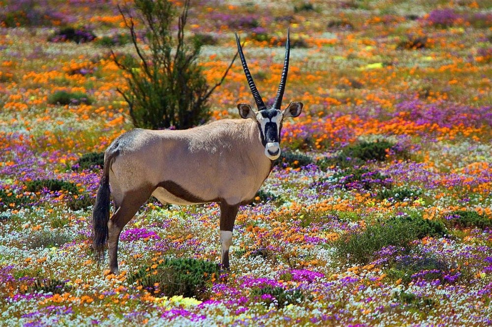 Namaqua National Park, Northern Cape