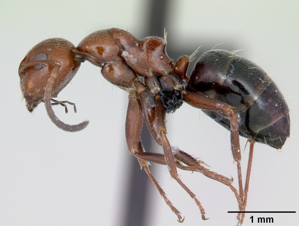 Виды муравьев израиля