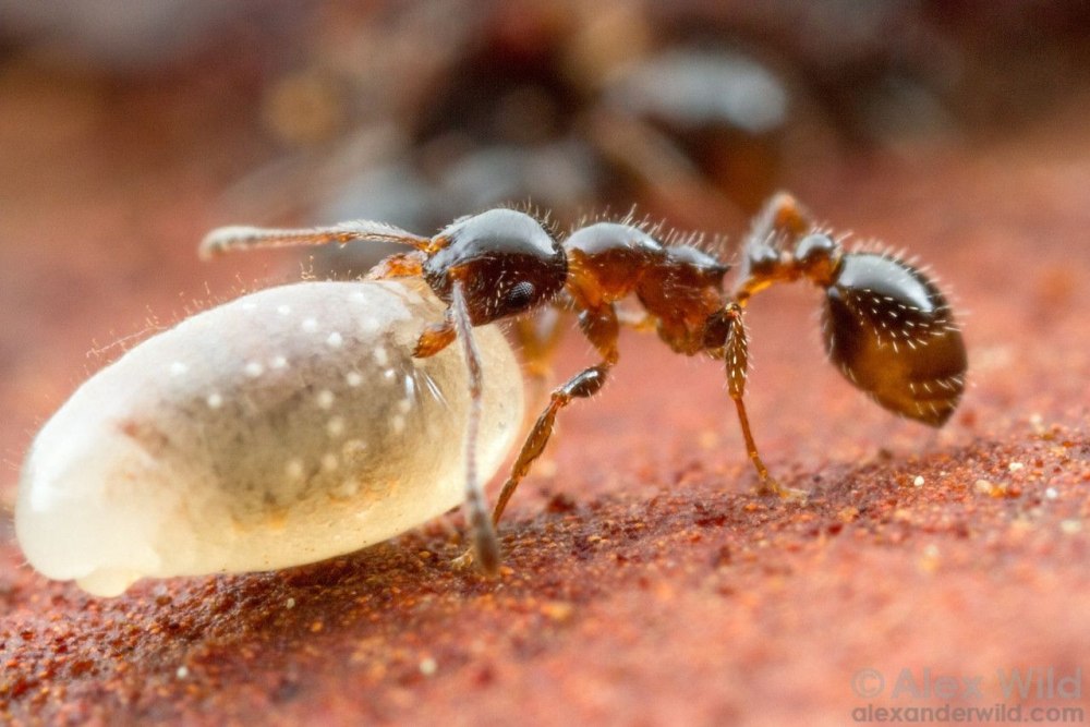 Temnothorax rugatulus