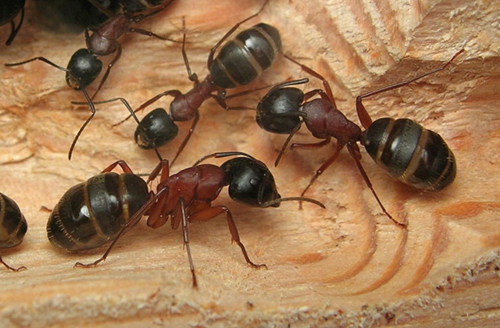 Camponotus (Camponotus) herculeanus (муравей-древоточец красногрудый)