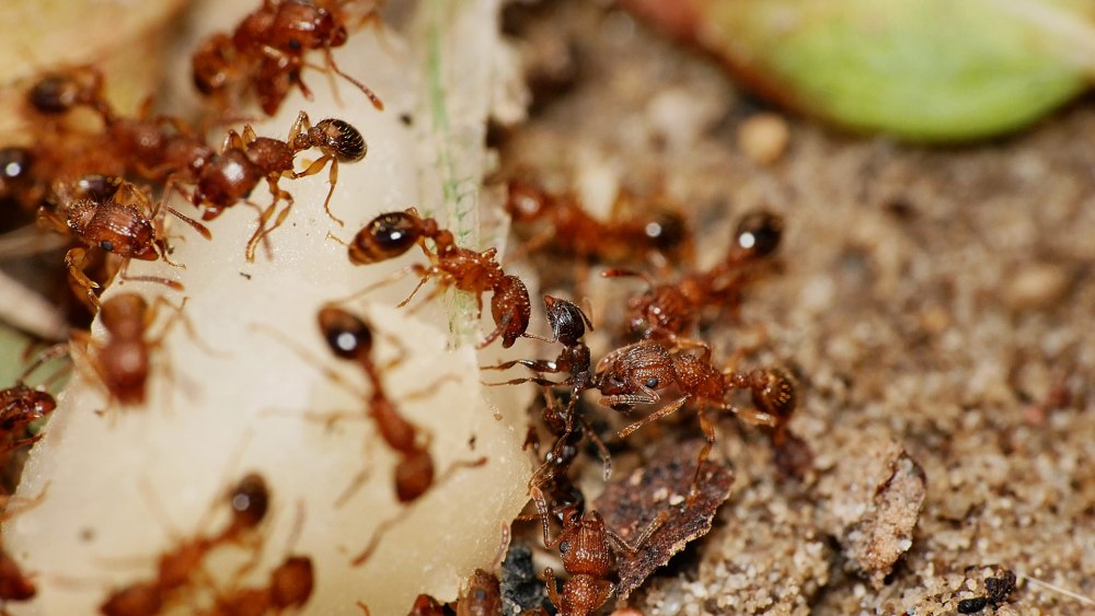 Tetramorium bicarinatum