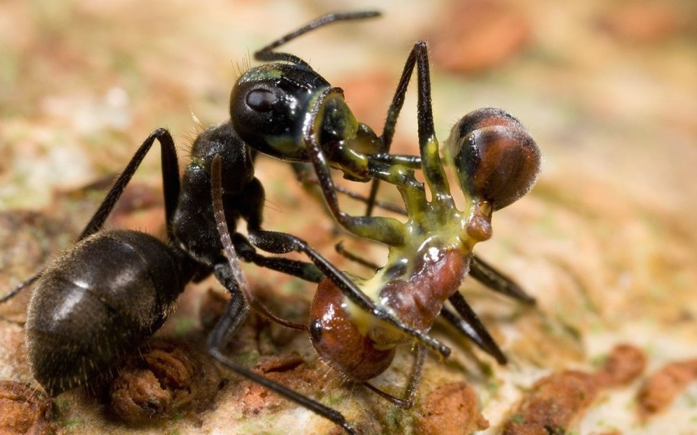 Camponotus saundersi