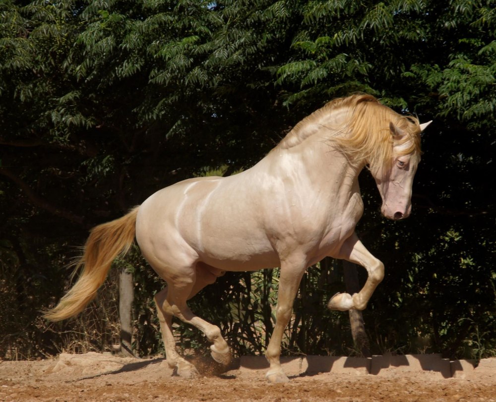 Порода лошадей авелинская