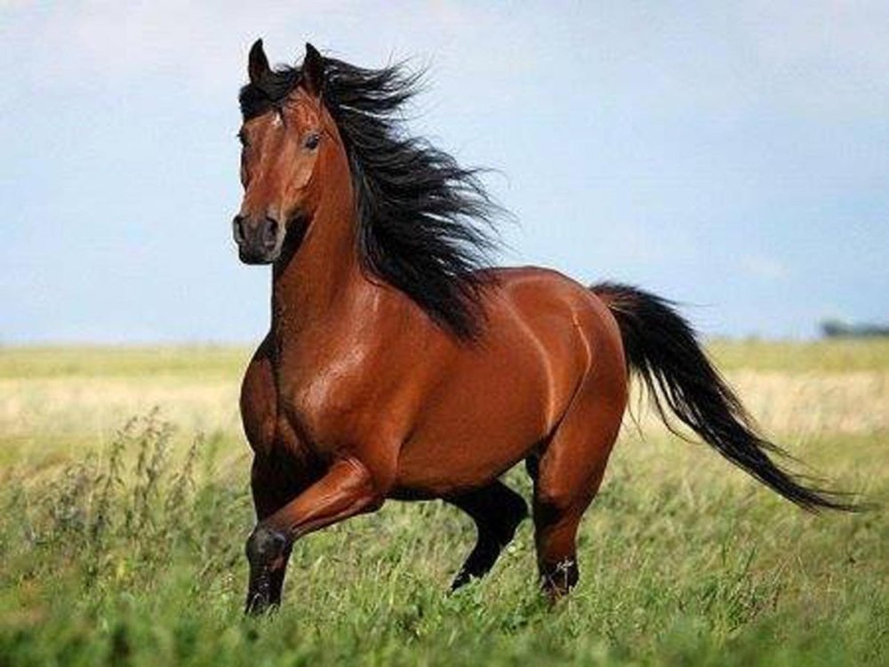 Гнедой Мустанг
