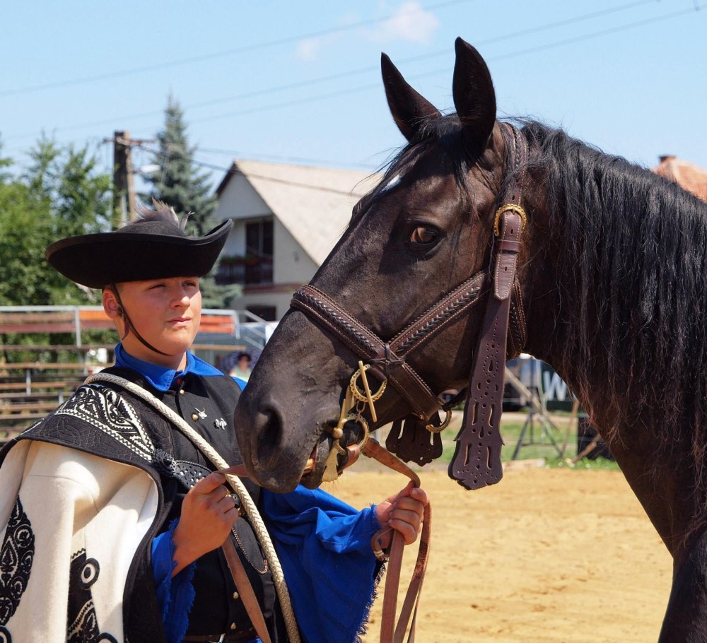 Nonius Horse