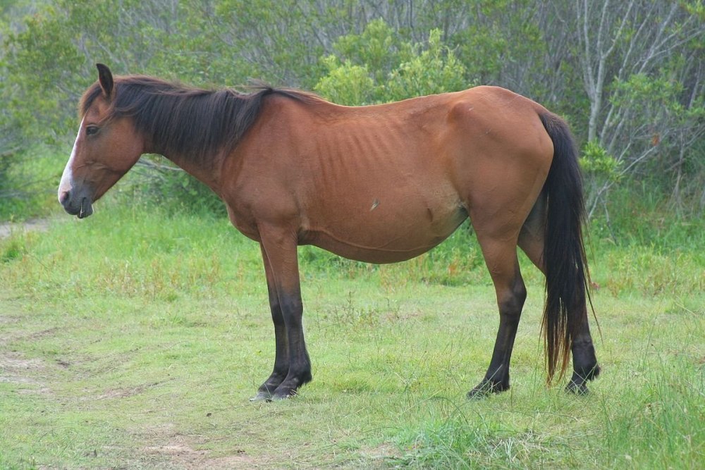 Equus Ferus caballus
