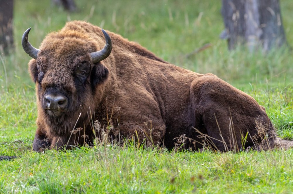 ЗУБР Bison bonasus