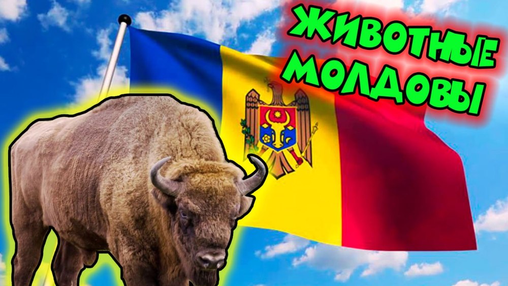 Молдавия мама некоглая