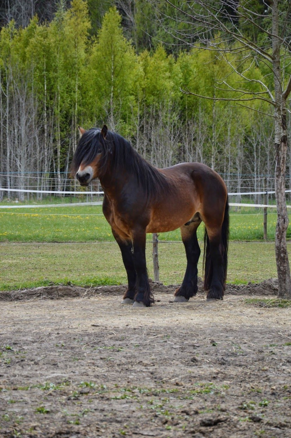 Порода лошадей шведка