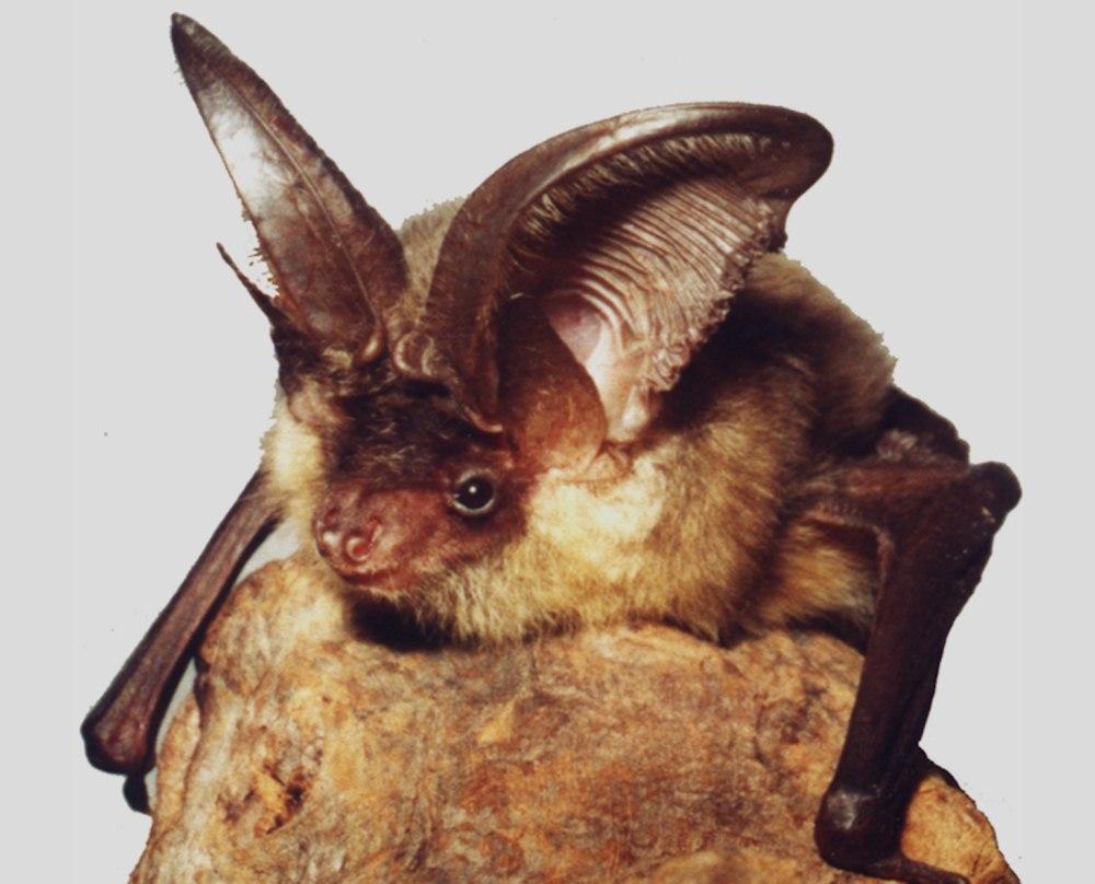 Бурый ушан Plecotus auritus (Linnaeus, 1758)