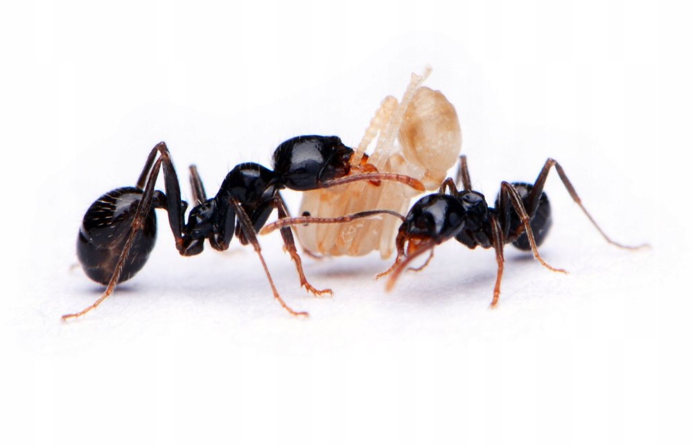 Муравьи Messor barbarus
