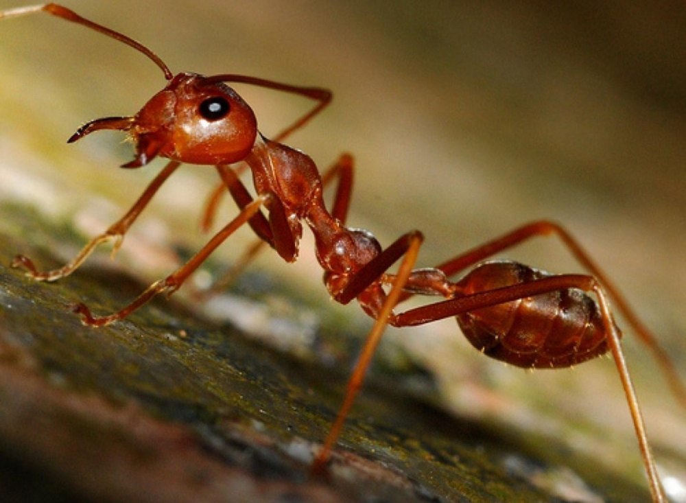 Виды муравьев польши