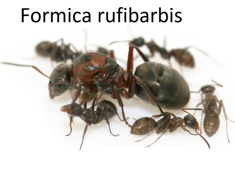 Serviformica rufibarbis