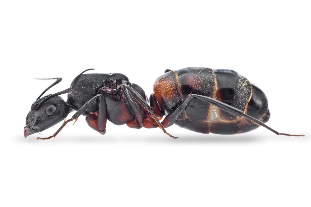 Солдат муравей Camponotus cruentatus