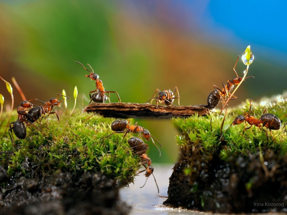 Надсемейство муравьиные